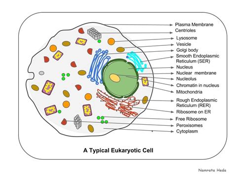 Diagram Of A Eukaryotic Animal Cell