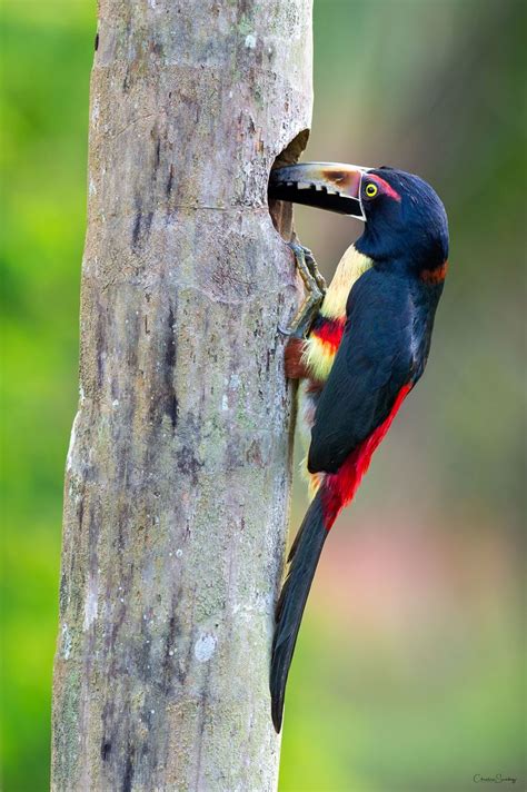 Collared Aracari | Pet birds, Pretty birds, Collars