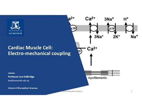 B4.1 PHYS30001 Cardiac muscle cell ECC final LMS-2 - Cardiac Muscle ...