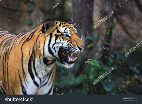 1,871 White Tiger Side View Images, Stock Photos & Vectors | Shutterstock