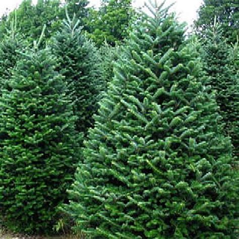 Fraser Fir Christmas Tree - Toronto - Davenport Garden Centre