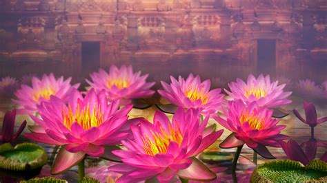 lotus wallpapers and backgrounds | tokkoro.com