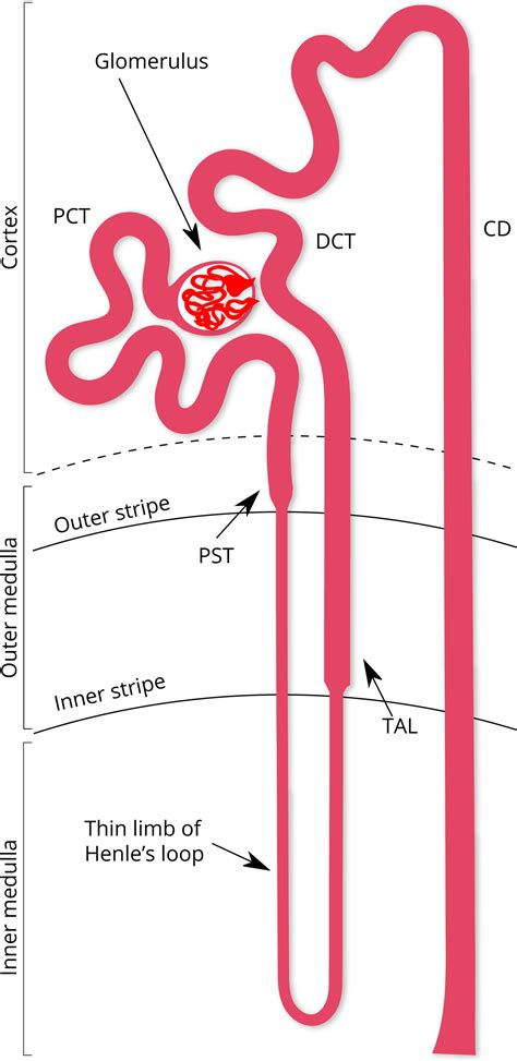 Identification and classification of epithelial cells in nephron ...