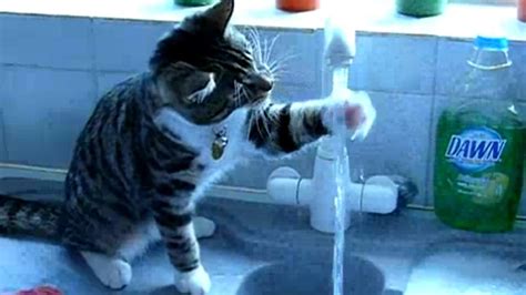 Funny Cats Drinking Water From Sink Compilation || AHF [HD] - YouTube