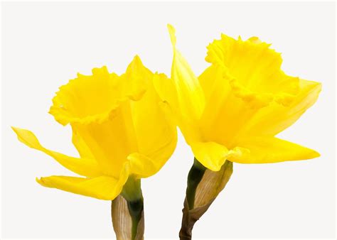 Yellow narcissus flower isolated image | Free Photo - rawpixel