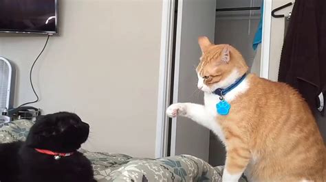 fastest cat slap - YouTube