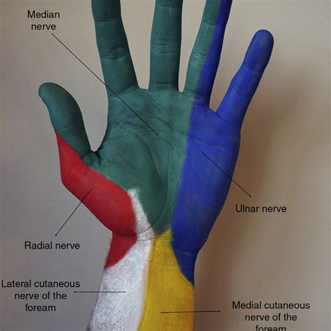 Peripheral nerve blocks at the wrist. A, Median nerve block. B, Ulnar ...