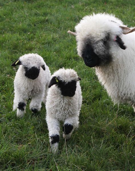 Northumberland farmer welcomes unseasonal arrivals as 'worlds cutest ...