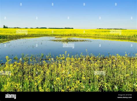 Canola crop. Strathcona County, Alberta, Canada Stock Photo - Alamy