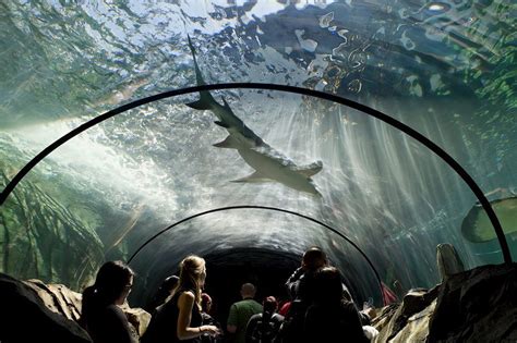 SEA LIFE Sydney Aquarium - GetAboutAble