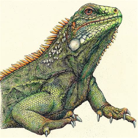 Iguana drawing | Color pencil drawing, Dog pencil drawing, Iguana