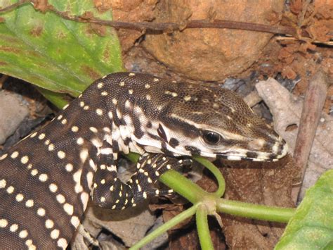 File:The Monitor Lizard (Juvenile) Varanus bengalensis.JPG - Wikimedia Commons