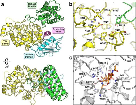 Structure of FjGH20. The overall structure of the enzyme is shown with... | Download Scientific ...