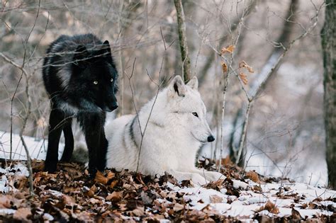 Wolf Reintroduction in Colorado: Unpacking Biology and Social Values - Landscapes & Letters