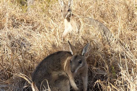 Hope for wallabies so endangered they were thought to be extinct - ABC News