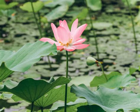 Pink Lotus Flower Meanings And Symbolism - Greenplantpro