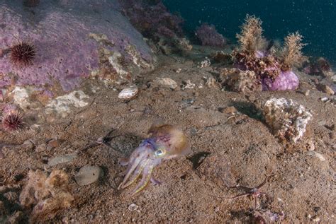 Indicator: Benthos diversity, abundance and biomass