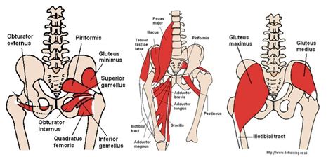 Anatomy Of Low Back Pain - Anatomy Reading Source