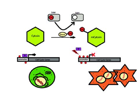 DNA methylation. The enzyme DNA methyltransferase (DNMT) catalyzes ...