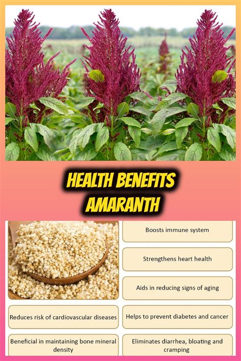 10 Health Benefits of Amaranth - Natural Food Series | Natural food, Health benefits, Amaranth