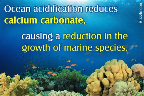 7 Harmful Effects of Ocean Acidification on Marine Life - Help Save Nature