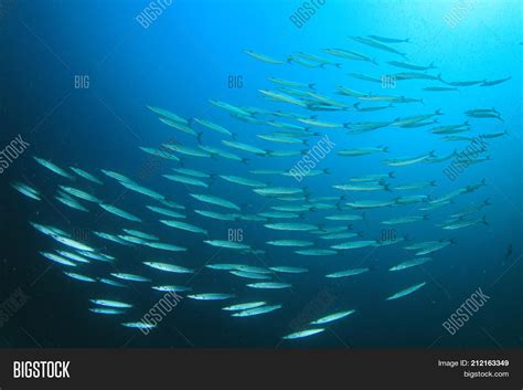 School Barracuda Fish Image & Photo (Free Trial) | Bigstock