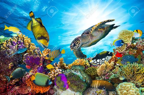 Great Barrier Reef, Coral Reef Animals, Australia Tourist Attractions ...