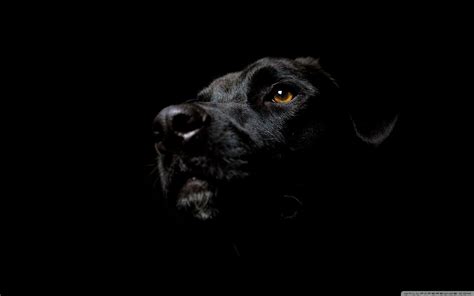 Black Dogs Wallpapers - Wallpaper Cave