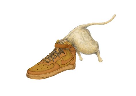 Cat wearing Sneakers on Behance