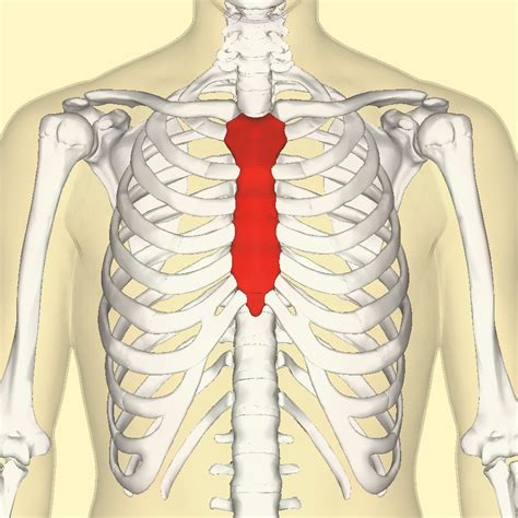 File:Sternum front3.png - Wikimedia Commons