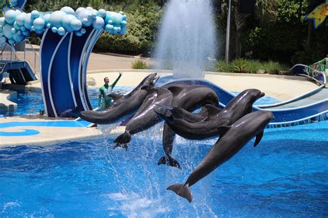 Dolphin Show at Sea World Orlando by Jenniffer Thomas | Sea world, Outdoor, Pool float
