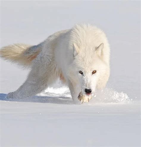 Fascinating and Fun Facts About Arctic Wolves – Animal Encyclopedia