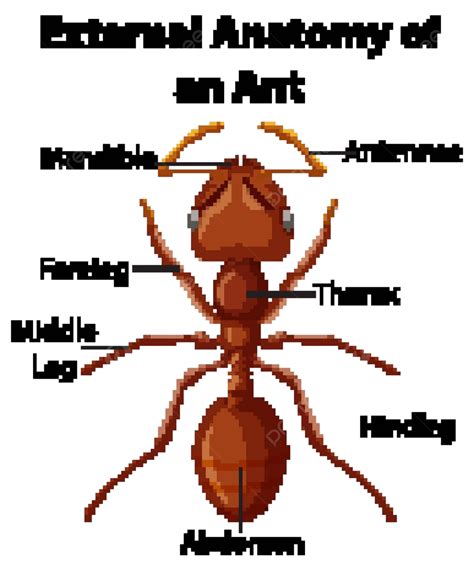 Ants Physical Features Externally Captured Against A White Backdrop Vector, Learn, Alive ...