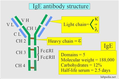 IgE antibody level. IgE antibody indocates allergic reaction