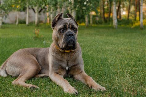 Cane Corso Dog Breed: Grim Guard or Caring Canine? A Little of Both!