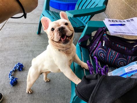 24 French Bulldogs Rescued in Denver Up for Adoption