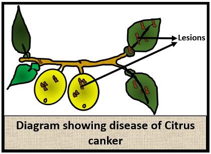 Citrus Canker Disease Cycle