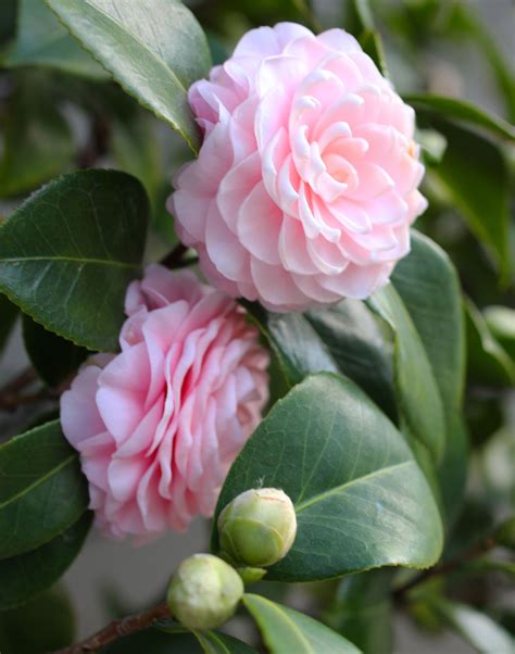 Camellia is a stunning bush when it is in full bloom. The extravagant ...