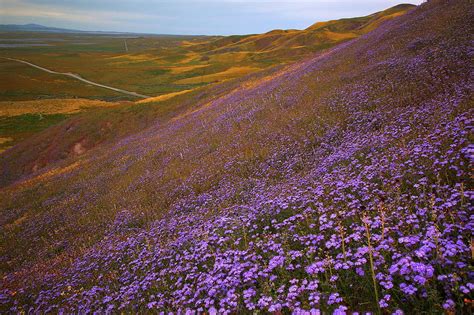 Purple wildflowers cover the hills of Carrizo Plain National Monument in California. Photograph ...