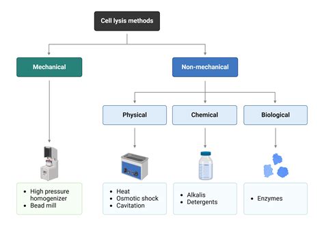 Example Protocol: Cell Lysis for Downstream Protein Research | AAT Bioquest