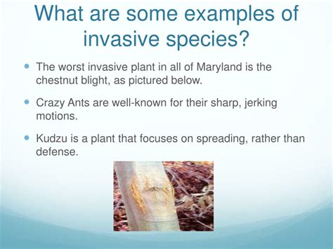 PPT - The Impact of Invasive Species PowerPoint Presentation, free ...