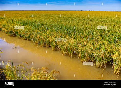 Paddy Field Rice Cultivation High Resolution Stock Photography and Images - Alamy