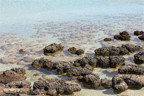 The Importance and Formation of Stromatolites - A Comprehensive Guide