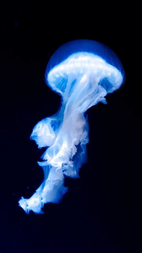 Blue jellyfish, dark, glow, 720x1280 wallpaper #jellyfish #sealife #mysterioussealife #oceans ...