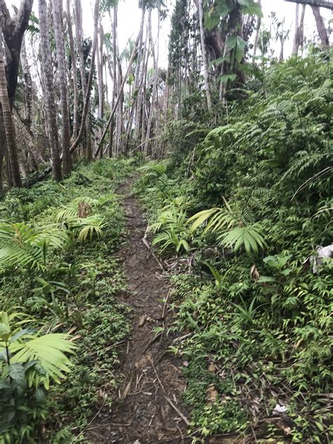 Hiking Trails in El Yunque after Hurricane Maria — Rainforest Inn ...