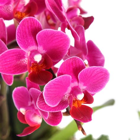 Orchids of all shapes, sizes and colours, available for free next day ...