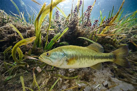 Largemouth Bass – Florida Springs Institute