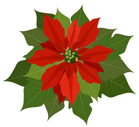 Free Christmas Poinsettia Pictures, Download Free Christmas Poinsettia Pictures png images, Free ...
