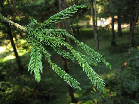 File:Cryptomeria japonica 'Araucarioides'1.jpg - Wikimedia Commons