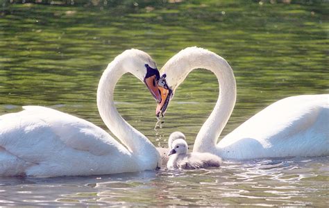 Swan Love Romantic - Free photo on Pixabay